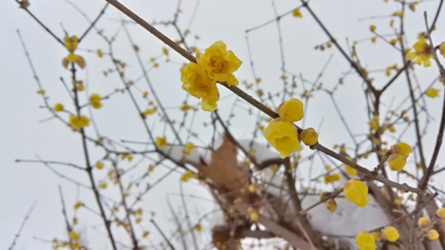 蠟梅飄香醉寒冬