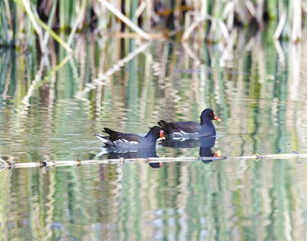 水鳥游弋湖中