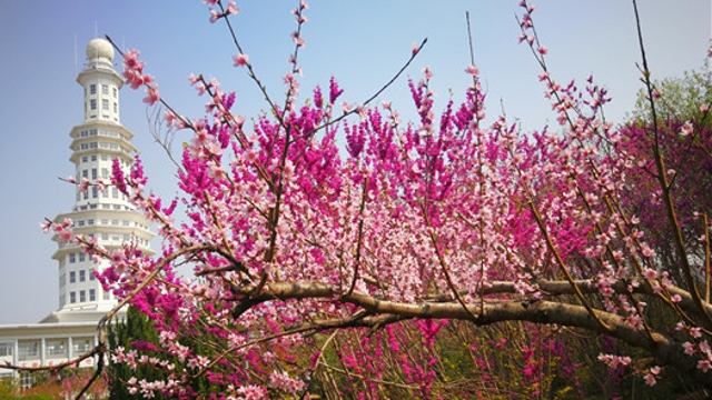 周口公園花開正盛