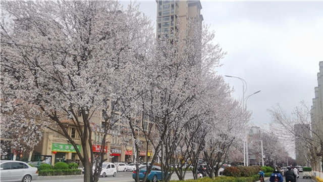 慶豐街紫葉李花開(kāi)似雪