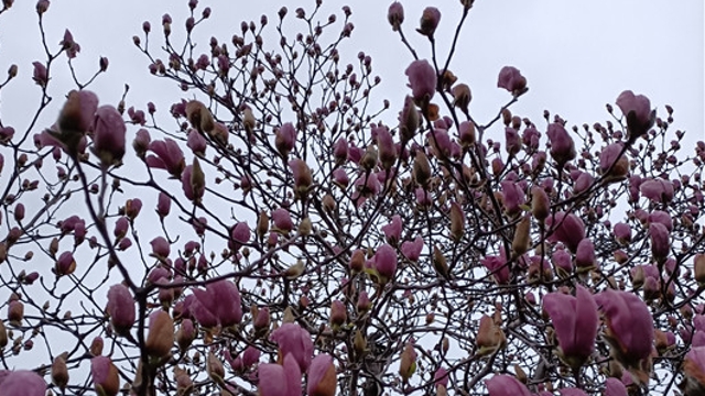 雨后花開(kāi)更嬌艷