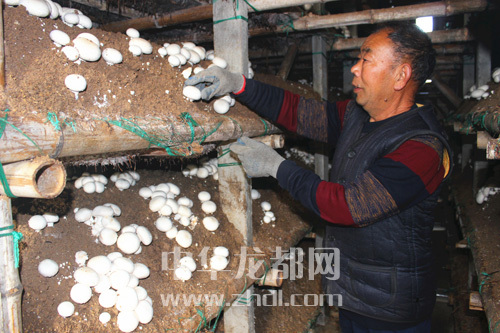 周口項城：食用菌種植基地內，工人正在查看雙孢菇長勢