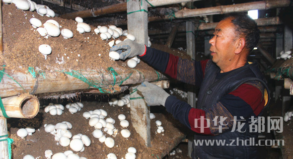 周口項城：食用菌種植基地內(nèi)，工人正在查看雙孢菇長勢